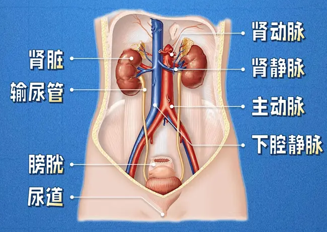 泌尿